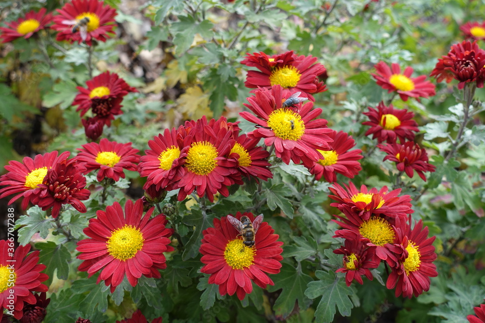 Insects pollinating red and yellow flowers of Chrysanthemums in November Insects pollinating red and yellow flowers of Chrysanthemums in November