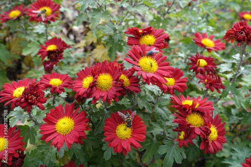 Insects pollinating red and yellow flowers of Chrysanthemums in November
