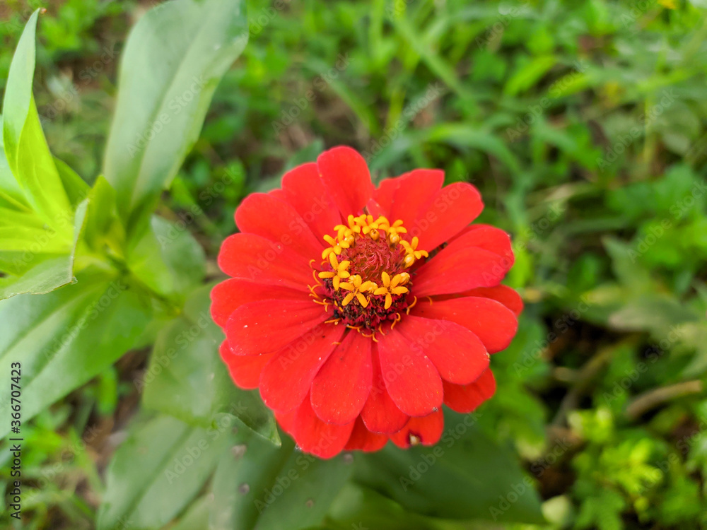 Beautiful flowers with bright colors, with opaque backgrounds Beautiful flowers with bright colors, with opaque backgrounds