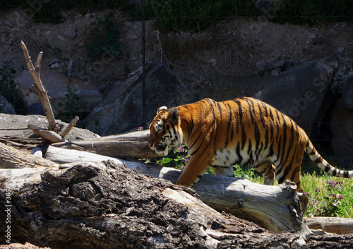 The tiger, Panthera tigris is the largest extant cat species and a member of the genus Panthera.