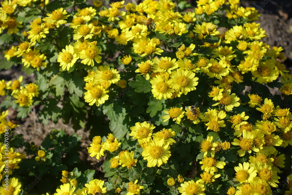 Bright yellow flowers of Chrysanthemums with bee in mid October