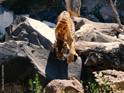The tiger, Panthera tigris is the largest extant cat species and a member of the genus Panthera.