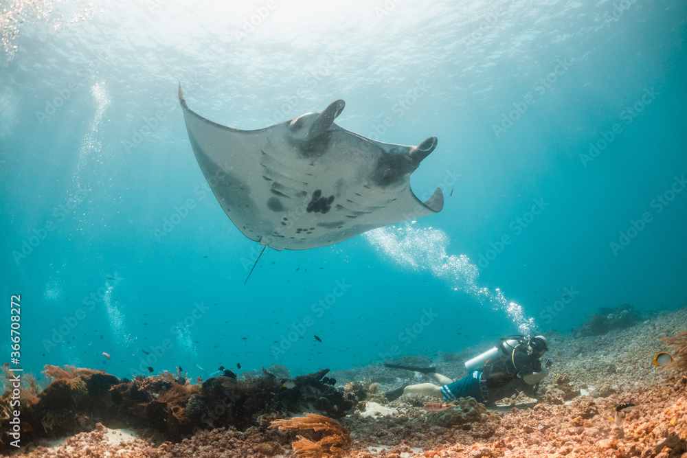 Fototapeta premium Manta Ray swimming over colorful coral and scuba divers in clear blue water
