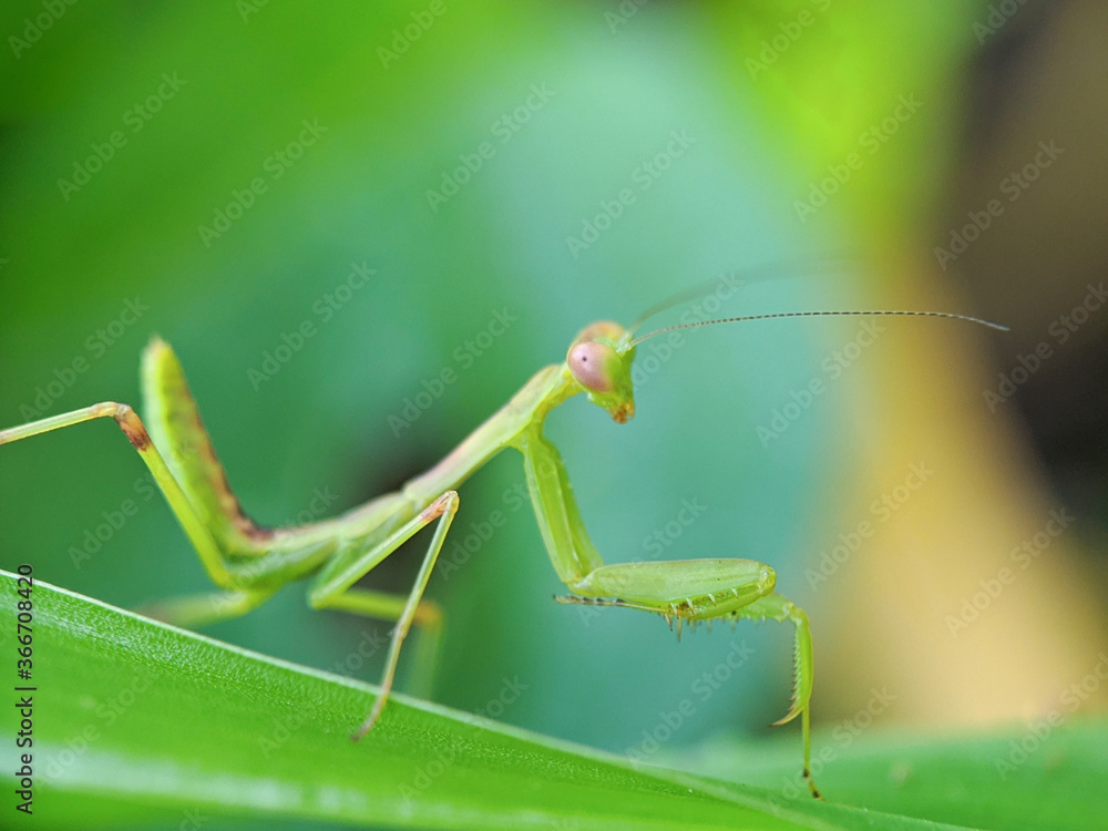 Insect.Mantis nymph(Arthropoda: Insecta: Mantodea). On leaf. Insect.Mantis nymph(Arthropoda: Insecta: Mantodea). On leaf.