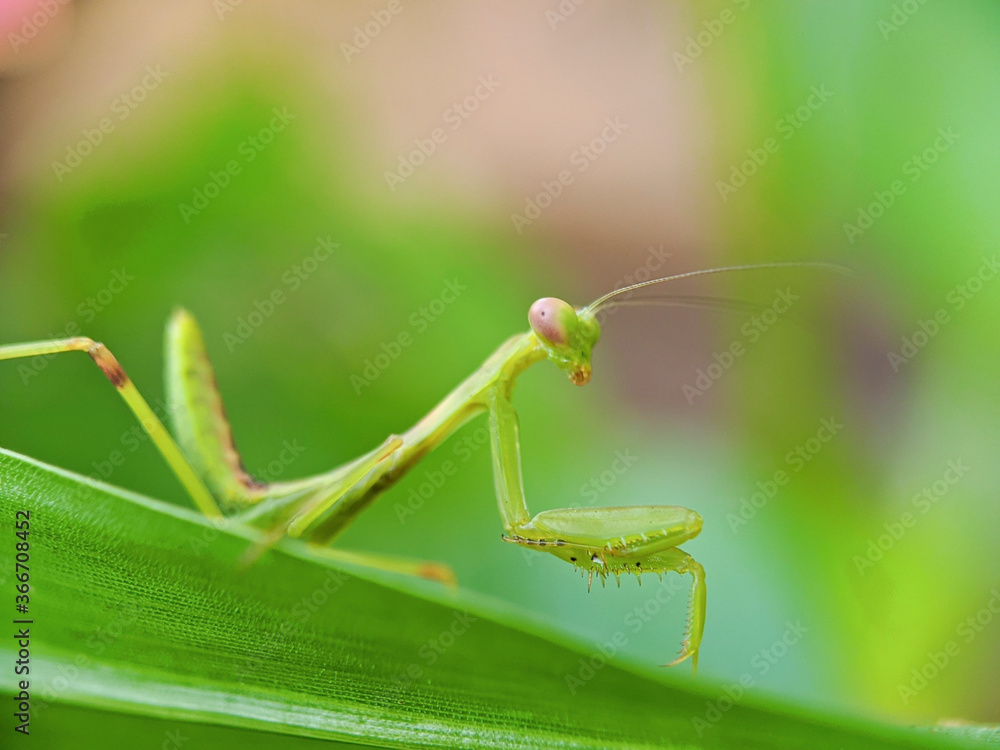 Insect.Mantis nymph(Arthropoda: Insecta: Mantodea). On leaf. Insect.Mantis nymph(Arthropoda: Insecta: Mantodea). On leaf.