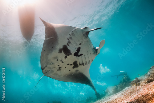 Manta Ray swimming over colorful coral and scuba divers in clear blue water