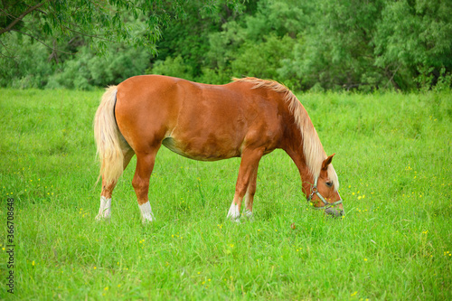 The red draft horse is standing on the pasture and eating the grass.