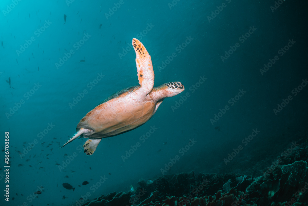 Turtle swimming among coral reef in the wild, underwater scuba diving, reef  scene Stock Photo | Adobe Stock