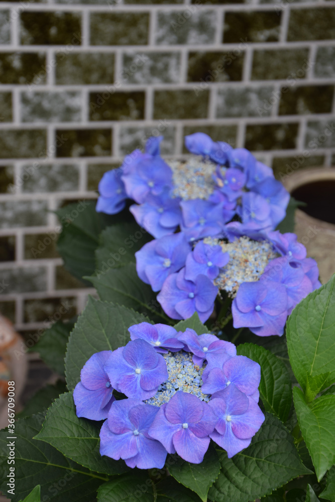 Light Violet Hydrangea Flowers In Front Of The House 玄関先のガクアジサイの花 淡色バイオレット系 Stock Photo Adobe Stock Light Violet Hydrangea Flowers In Front Of The House 玄関先のガクアジサイの花 淡色バイオレット系 Stock Photo Adobe Stock