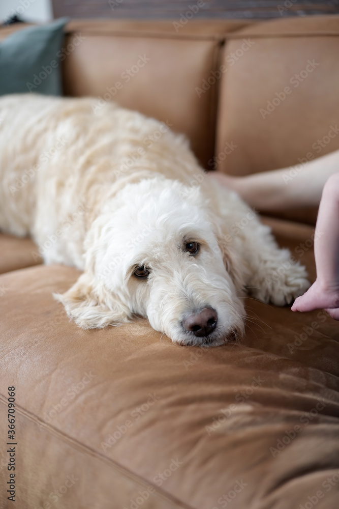 A domestic pet, a white labradoodle dog, gets to know and befriends a newborn child. Lies on the couch and sniffs the child's feet. Cozy and relaxed mood at home. A domestic pet, a white labradoodle dog, gets to know and befriends a newborn child. Lies on the couch and sniffs the child's feet. Cozy and relaxed mood at home.