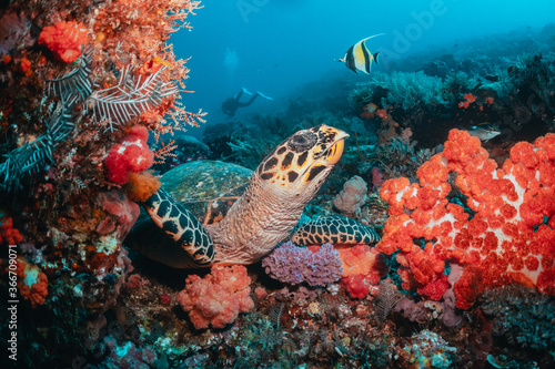 Turtle swimming among coral reef in the wild, underwater scuba diving, reef scene © Aaron