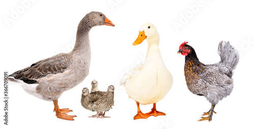 Group of different farm birds standing isolated on white background