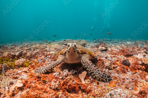 Turtle swimming among coral reef in the wild  underwater scuba diving  reef scene