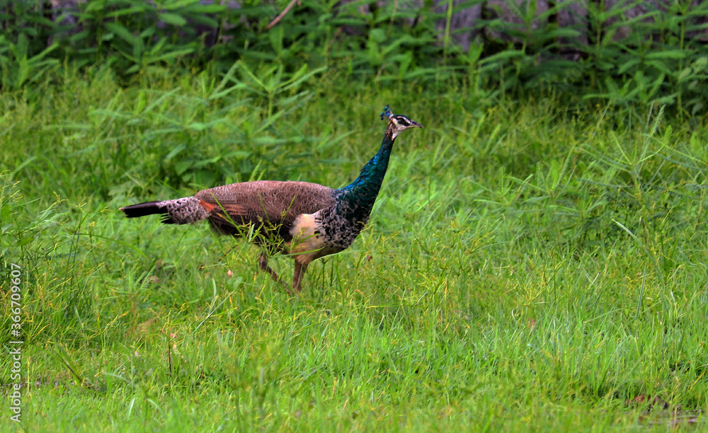 Obraz premium peacock in the grass food searching peacock 