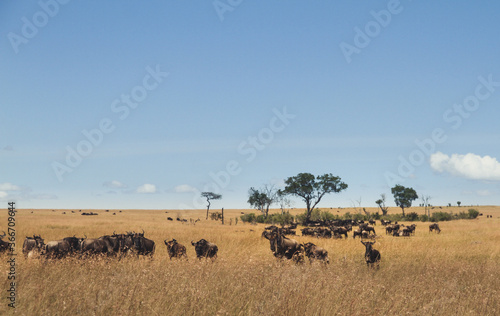 herd of wildebeest © MAshry