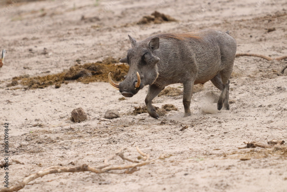 Wild Warthogs in Chobe and Etosha Wild Warthogs in Chobe and Etosha