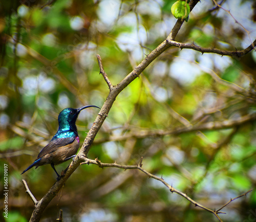 purple sunbird on the tree sunbird on the branch long beaked bird small bird