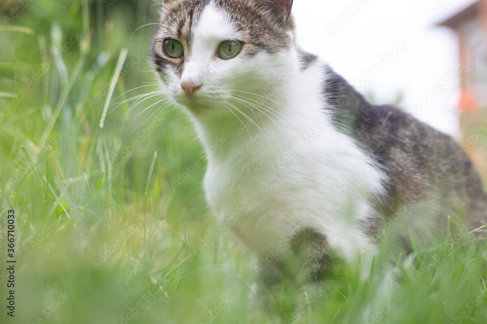cool cat on grass cool cat on grass