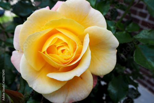 yellow rose Bud top view on the background of green leaves in the garden in summer