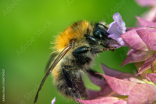 Bienen, Hummeln, Bremsen, Wespen, Fliegen, Schmetterlinge, Schwebfliegen beim fressen und bestäuben von Nutzpflanzen und anderen Blumen