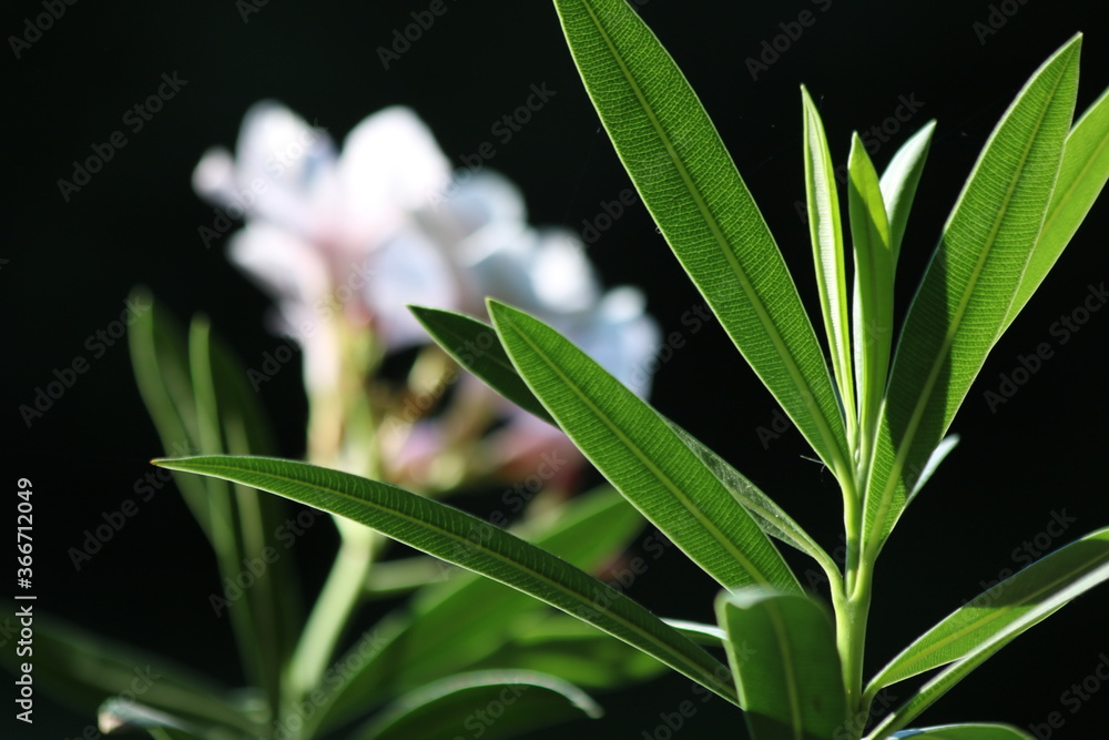 Obraz premium Nerium oleander in bloom, white and pink flowers and green leaves banner 