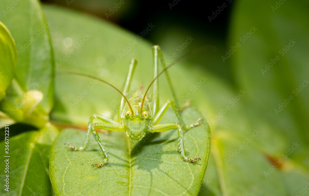 A green grasshopper sitting on a leaf ready to jump. A green grasshopper sitting on a leaf ready to jump.