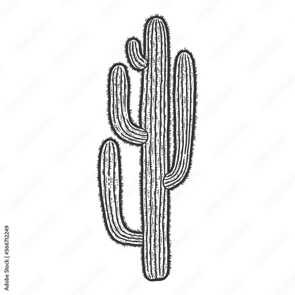 Cactus plant isolated. Sketch scratch board imitation. Black and white. Cactus plant isolated. Sketch scratch board imitation. Black and white.