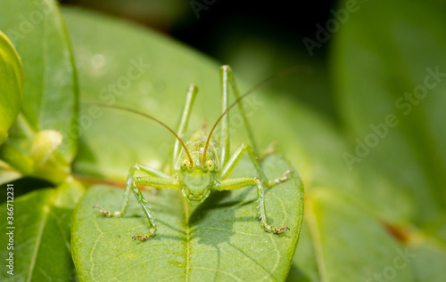 A green grasshopper sitting on a leaf ready to jump. © peter