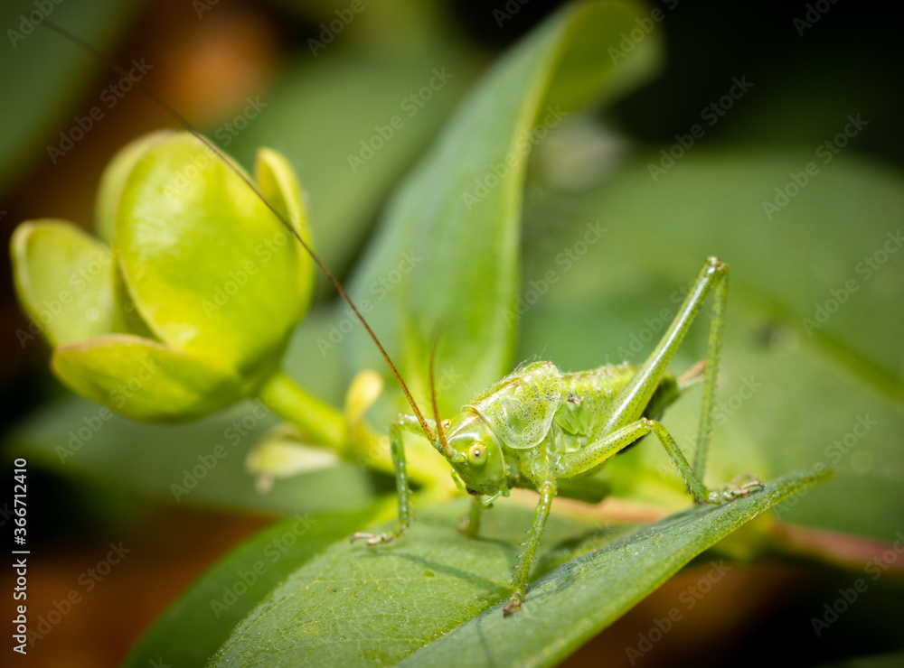 A green grasshopper sitting on a leaf ready to jump.