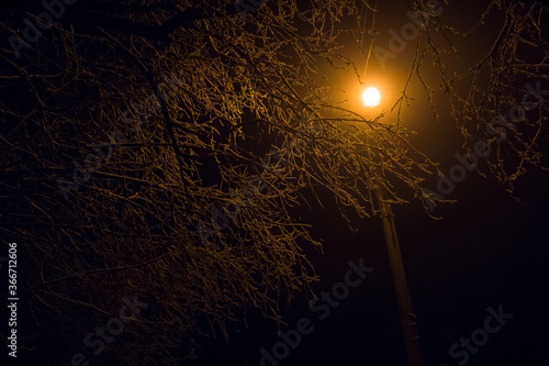 sunset in the forest