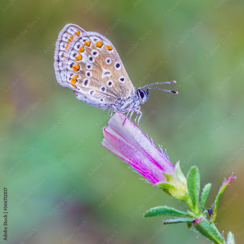 mariposa de alas marrones con manchas naranja sobre una flor rosa mariposa de alas marrones con manchas naranja sobre una flor rosa