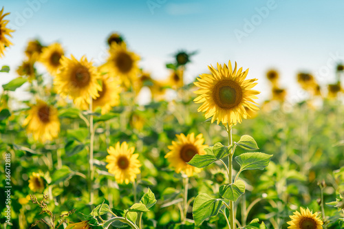 A footage of a sunflower field in a photo of a bright blue sky in summer