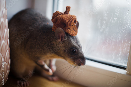 Giant african pouched rat in funny hat in front of window