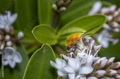 Bumblebee collecting nectar from a white flower. Close up.