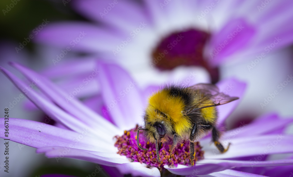 Bumblebee collecting nectar from a white flower. Close up. Bumblebee collecting nectar from a white flower. Close up.