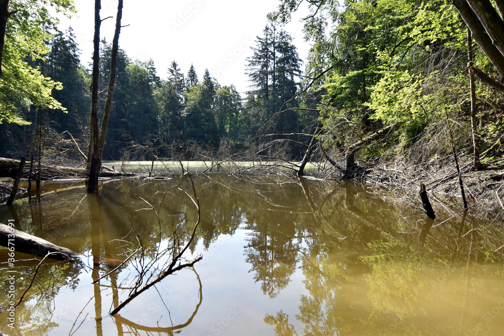 Fototapeta premium Kloppbruchweiher bei Nonnweiler