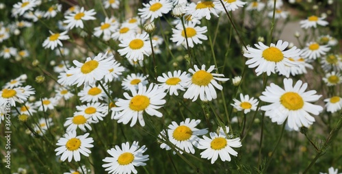 chamomile meadow with large white flowers in green grass, chamomile medicinal plant under the summer sun