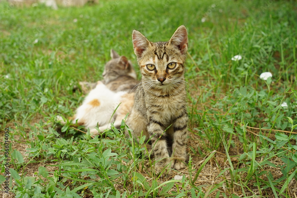 Tabby gray kitten sitting in the summer garden in green grass
