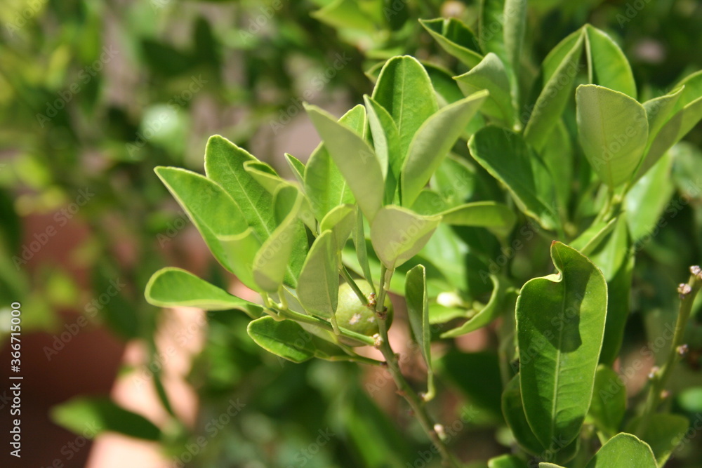 Green Plants of Chroatia