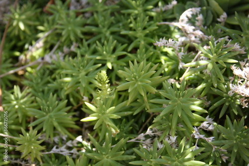 Green Plants of Chroatia