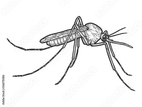 Mosquito insect isolated. Sketch scratch board imitation.