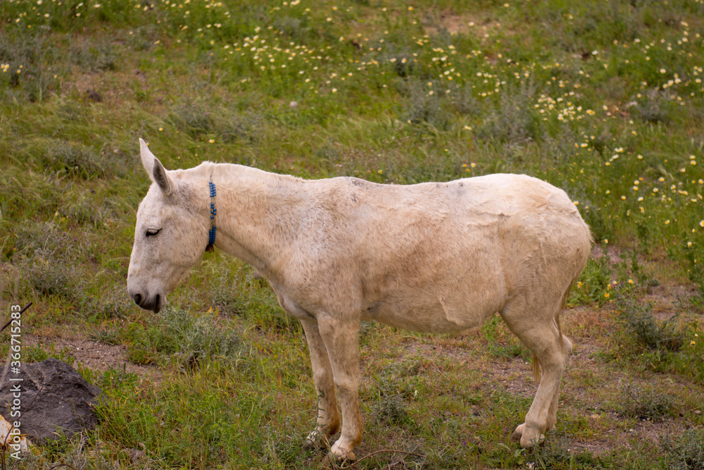 Working donkey in Santorini island, Greece. Working donkey in Santorini island, Greece.