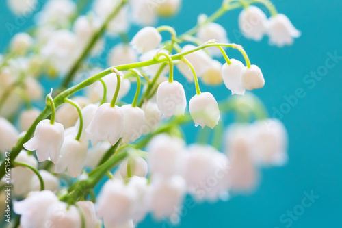 lovely lily of the valley flowers on a blue background, spring flowers