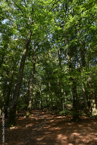 Wanderweg Dollbergschleife