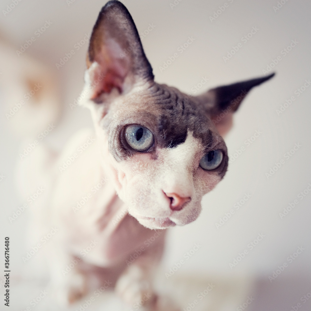 Sphynx cat looking from the top. Naked hairless domestic cat breed with beautiful blue eyes.
