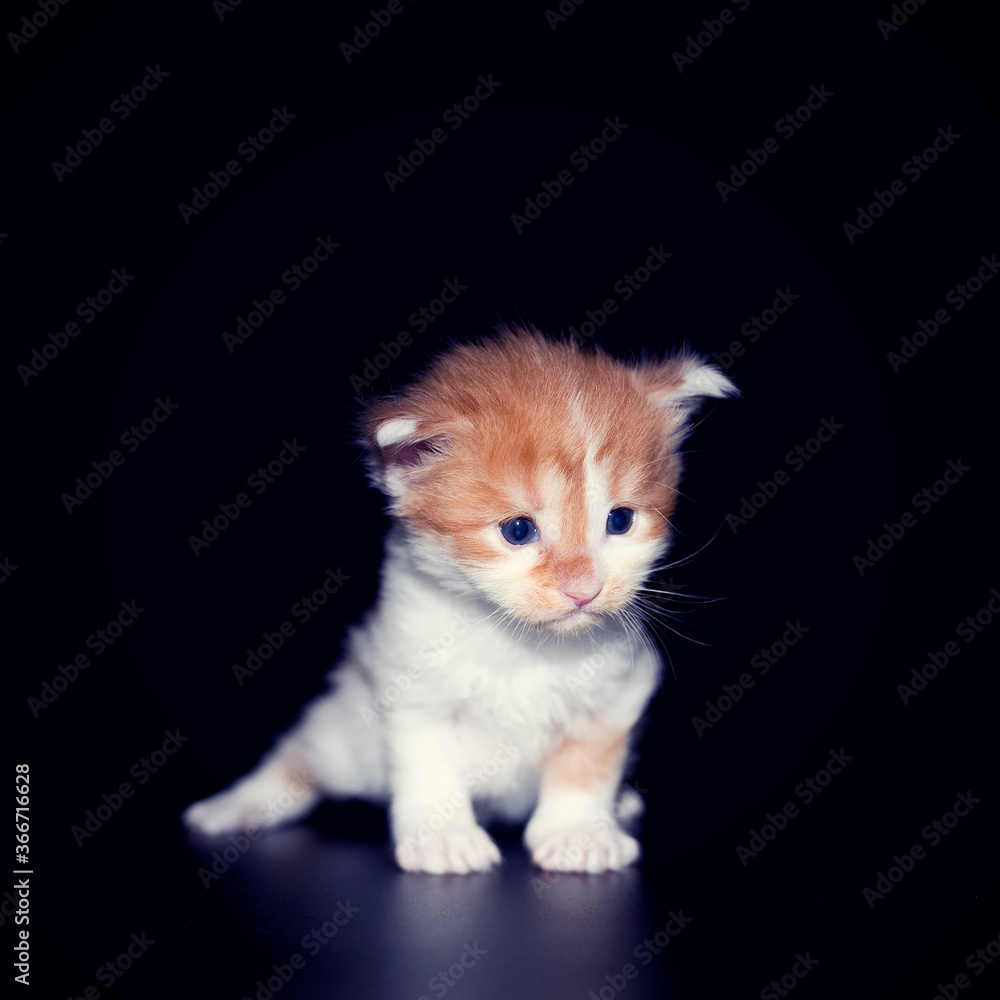 Little kitten maine coon cat breed. Blind and deaf little kitten a few weeks old. the most popular big cat breed.
