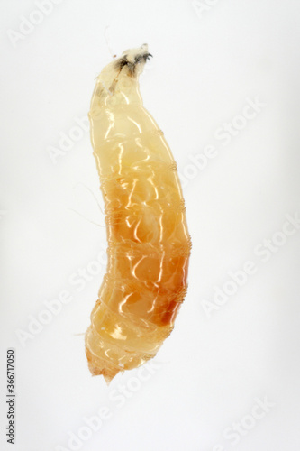 Fototapeta Naklejka Na Ścianę i Meble -  Larva of Drosophila suzuki - commonly called the spotted wing drosophila or SWD. It is a fruit fly a major pest species of many kind of fruits in America and Europe.