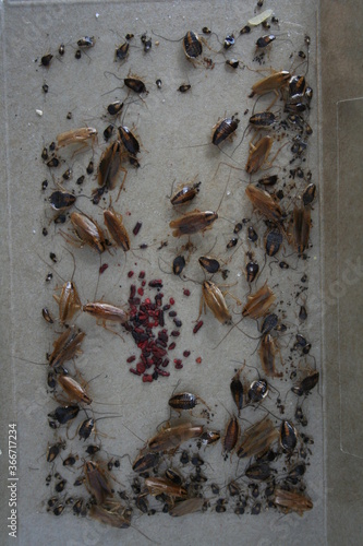 German Cockroach Egg Case at cockroach trap © Ольга Миронова