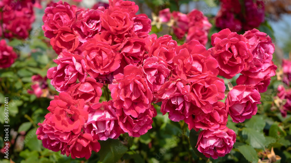 a bunch of red roses a bunch of red roses