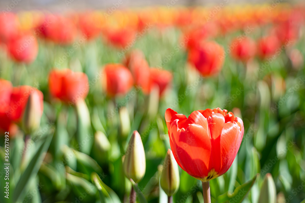 Obraz premium red tulip